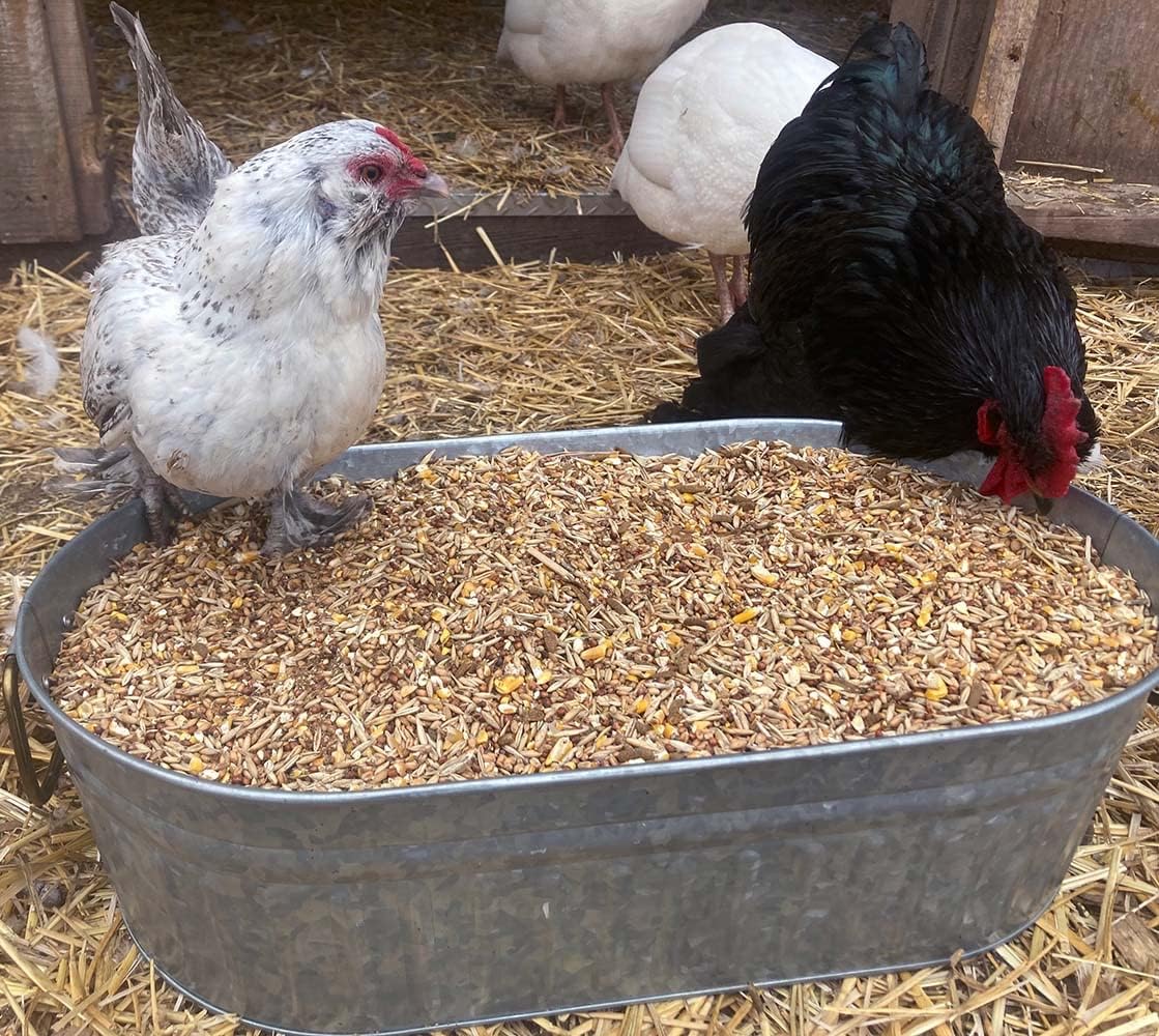 Pampered Chicken Mama Chick Feed - Premium Chicken Scratch Treat - High Protein & Calcium Grower Feed for Laying Hens (10 lbs)