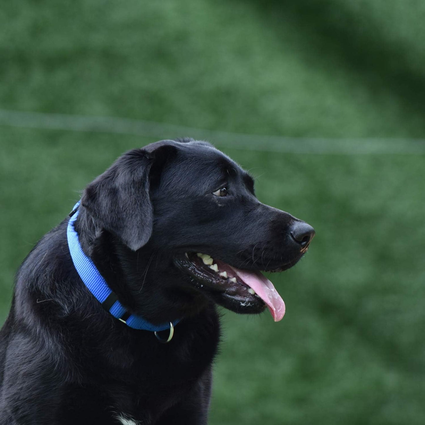 Hyhug Martingale Dog Collar Without Buckle: Escape Proof, No Slip Heavy Duty Nylon, Colorfast and Adjustable Pet Supplies for Medium Breeds (Medium,Bright Blue)