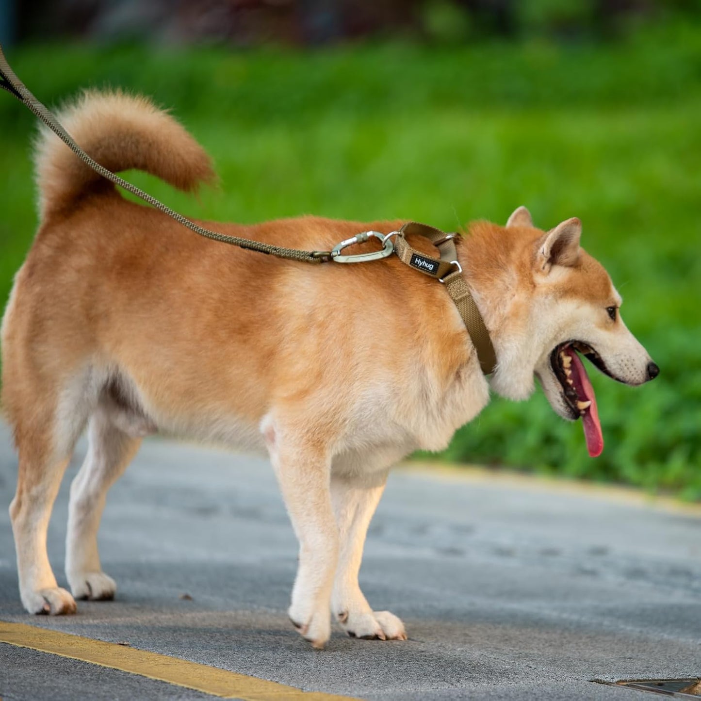 Hyhug Pets Premium Upgraded Heavy Duty Nylon Anti-Escape Martingale Collar for Boy and Girl Dogs Comfy and Safe - Professional Training, Daily Use Walking. (Army Yellow, Large)