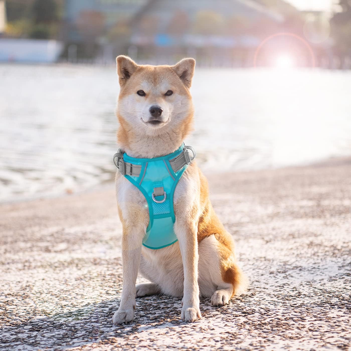 PHOEPET No Pull Dog Harness, Unique Colors Reflective Adjustable Dog Vest, with Soft Training Handle Metal Clips for Small Medium Large Dogs (Mint Green Base & Grey Straps,L)