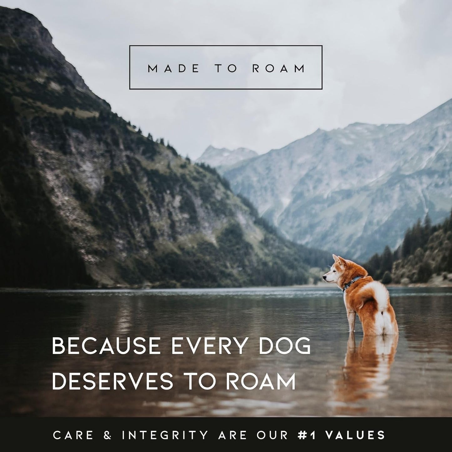 MADE TO ROAM Premium Explorer Harness - Y-Shaped Dog Harness with Adjustable Durable Nylon, Soft Padding, Metal Buckles and Leather Handle for Small, Medium, Large Dogs (Colorado Nightsky, Size 4)