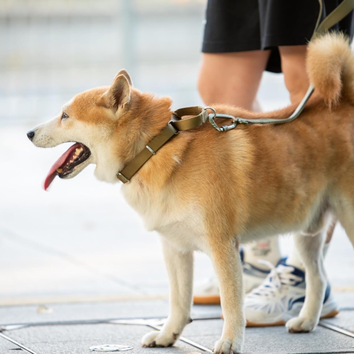 Hyhug Pets Premium Upgraded Heavy Duty Nylon Anti-Escape Martingale Collar for Boy and Girl Dogs Comfy and Safe - Professional Training, Daily Use Walking. (Army Yellow, Large)
