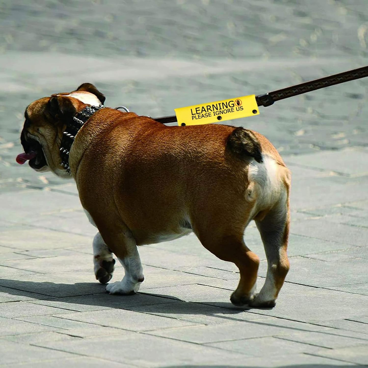Funny Dog Leash Sleeve Learning Please Ignore Us Dog Leash Wrap Sleeve Alert Tag Pet Birthday Gift (Learning Ignore-YE Sleeve)