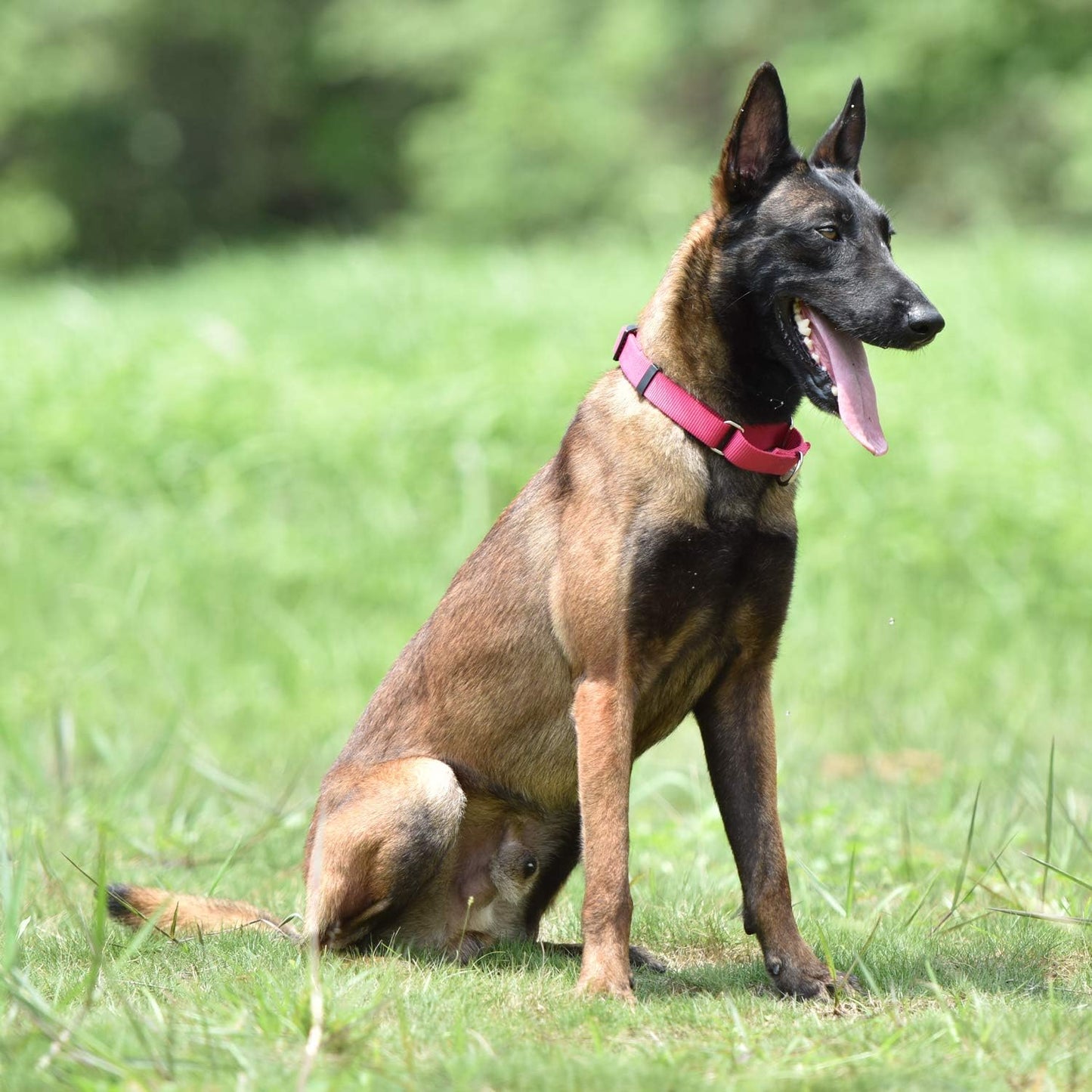 Hyhug Martingale Dog Collar Without Buckle: Anti Escape, No Slip Heavy - Duty Nylon, Colorfast & Adjustable for Medium Breeds(Medium,Rose Red Pink)