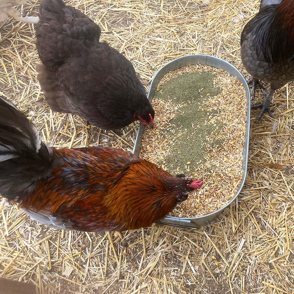 Organic Kelp for Chickens & Duck Feed (5 Pound): Chicken Vitamins | Chicken Supplements | Vitamins for Chickens | Pampered Chicken Mama
