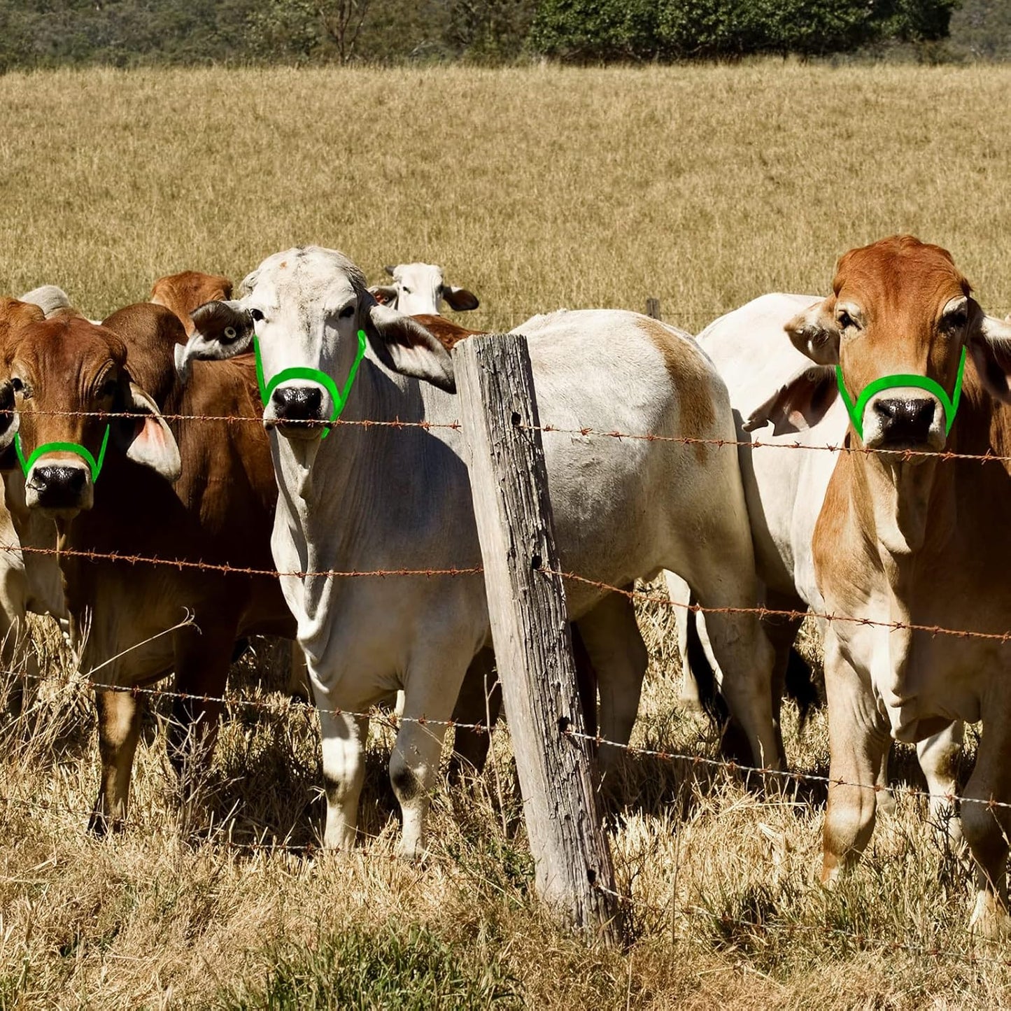 Hillban Cow Halter Cattle Halters Adjustable Calf Halter with Leading Rope for Miniature Horse Donkey Goat Foal Nylon Cattle Training Supplies