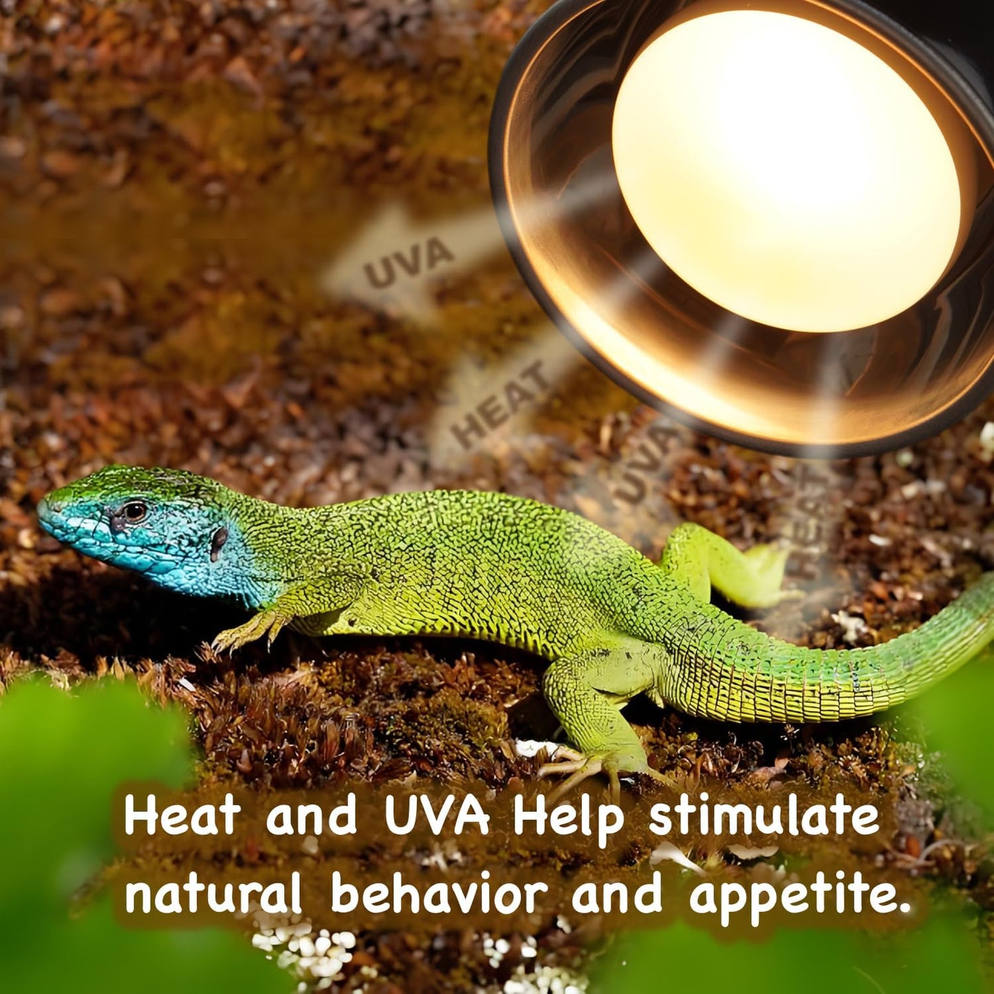 MRREPTILE Reptile Heat Lamp Bulbs, 2-Pack 75W Intense Basking Bulbs, Reptile Basking Lamps, Bearded Dragon Basking Light, Simulated Natural Basking for Reptiles Snakes Lizards Tortoise Heater