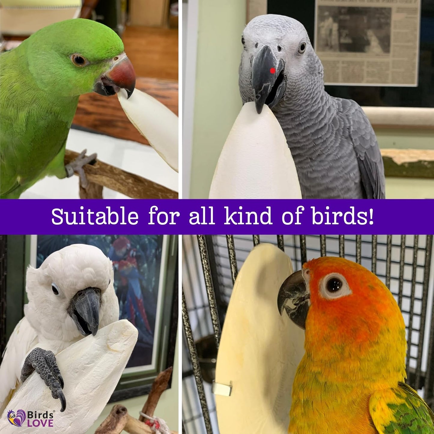 Birds LOVE 4-Piece Cuttlebone 3.5–4-Inch with Holder – Natural Calcium & Trace Mineral Block for Birds & Reptiles – Beak-Trimming Chew Supplement – Safe, 100% Pure, No Fillers