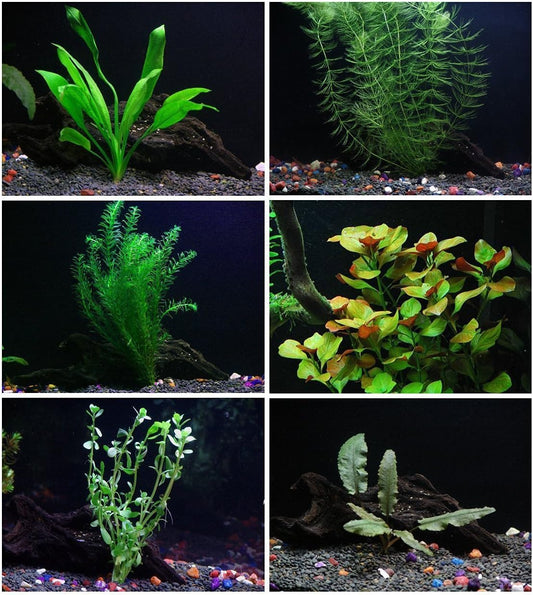 24 Plants Bundle / 6 Species Live Aquarium Plants Package - Microsorum, Amazon Sword, Anubias, Moneywort, Hornwort, etc. (100+ Gallon Aquariums)