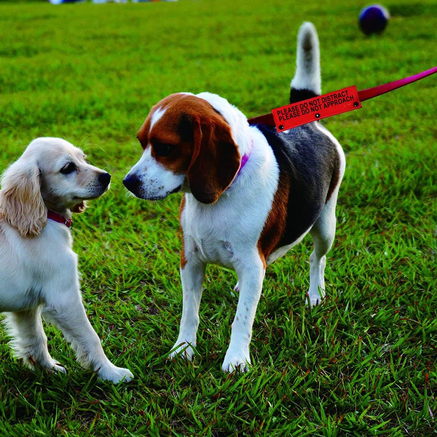 Funny Dog Leash Sleeve Please Do Not Distract Please Do Not Approach Dog Leash Wrap Sleeve (Not Distract Not Approach-Sleeve)