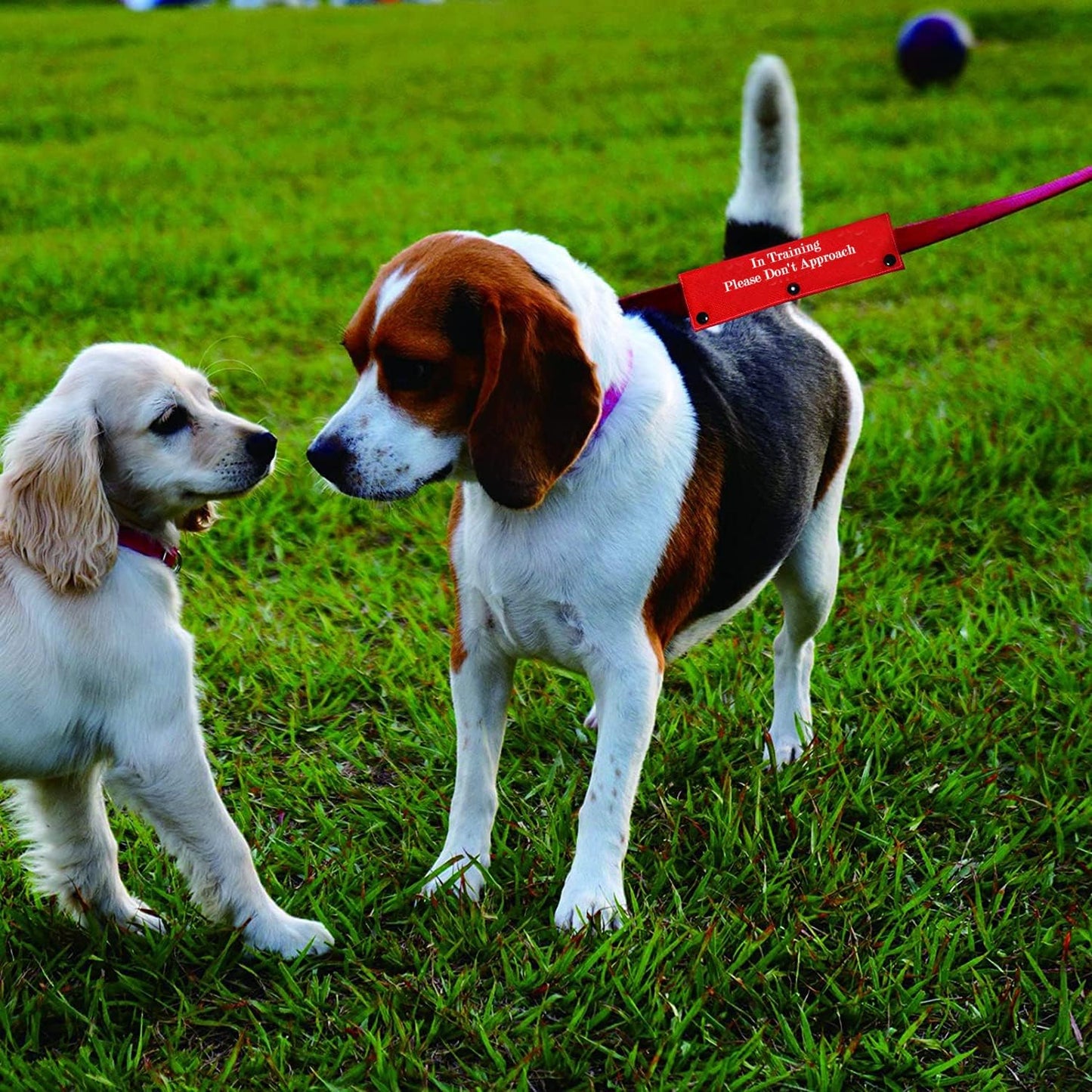 Funny Dog Leash Sleeve in Training Please Don't Approach Dog Leash Wrap Wrap Alert Hanging ID Patch Tag(Don't Approach-Sleeve)